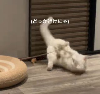 転がる猫