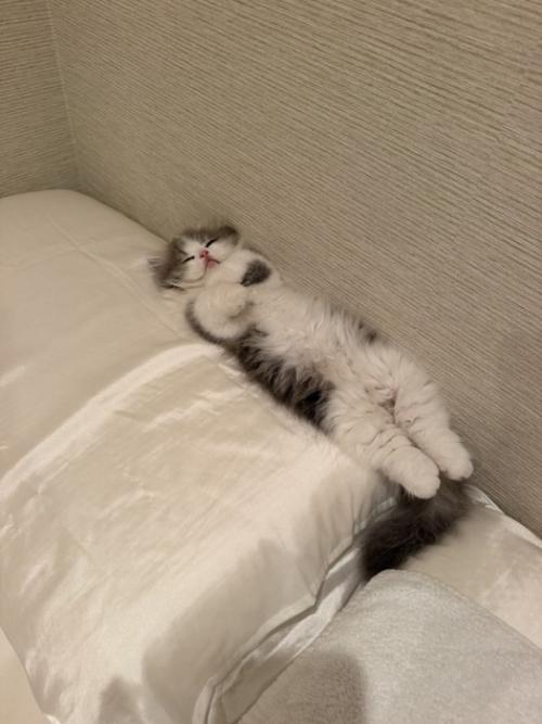 仰向けで寝る猫