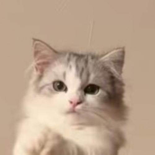 飼い主の方を見つめる猫