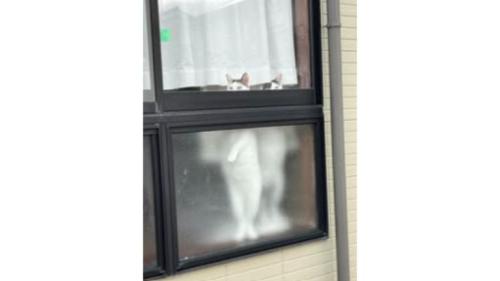 窓際にいる猫