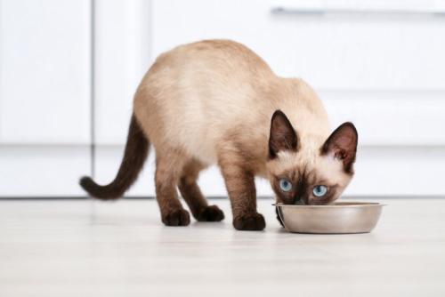 キャットフードを食べる猫