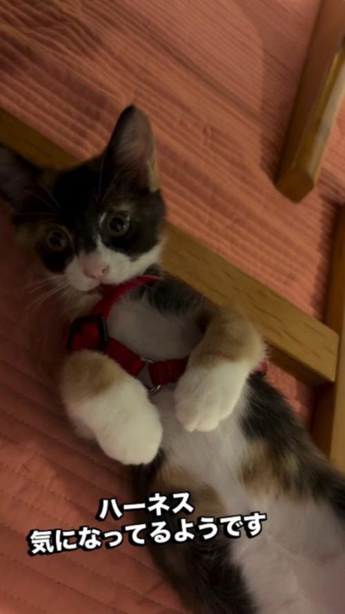 ハーネスをつけて寝転がる子猫