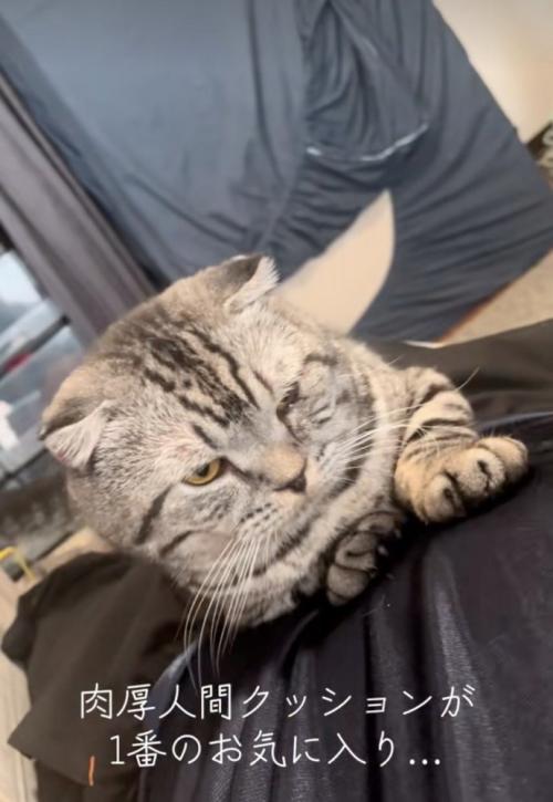 お腹の上に乗る猫