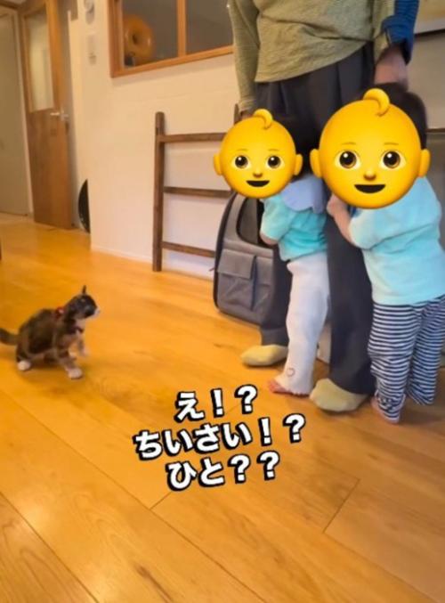 赤ちゃんを見て後ずさる子猫