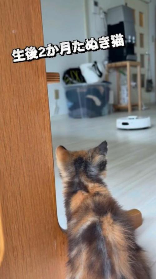 部屋の中を動き回るロボット掃除機を見つめる子猫