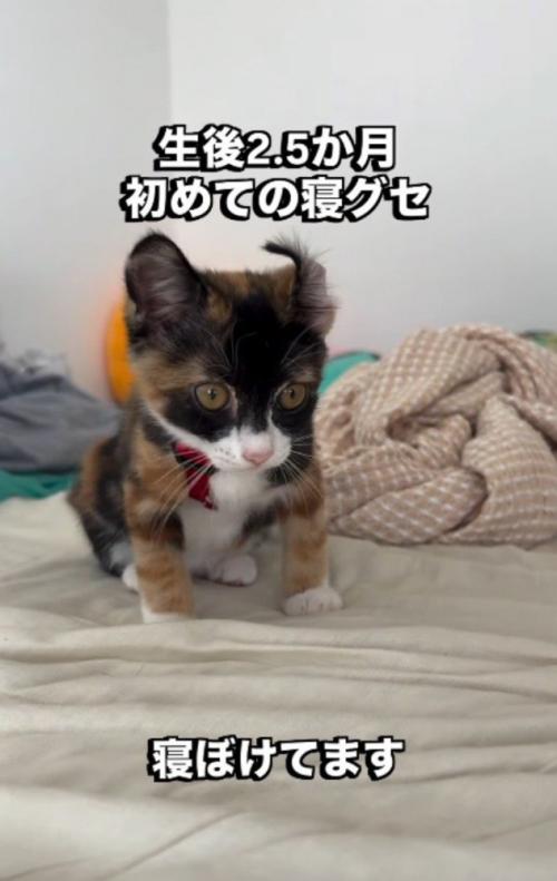 反り返っている子猫の左耳