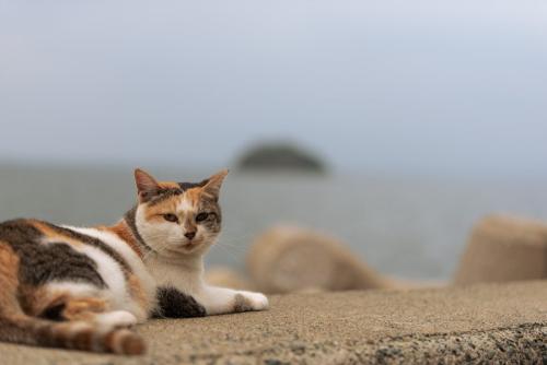 港にたたずむ三毛猫