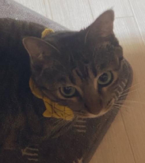 上目遣いの猫