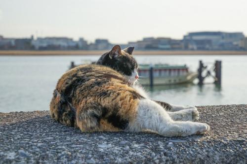 港で休む三毛猫