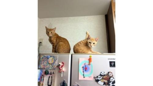 椅子の上の猫