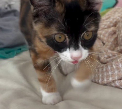 部屋の中を歩き回る子猫