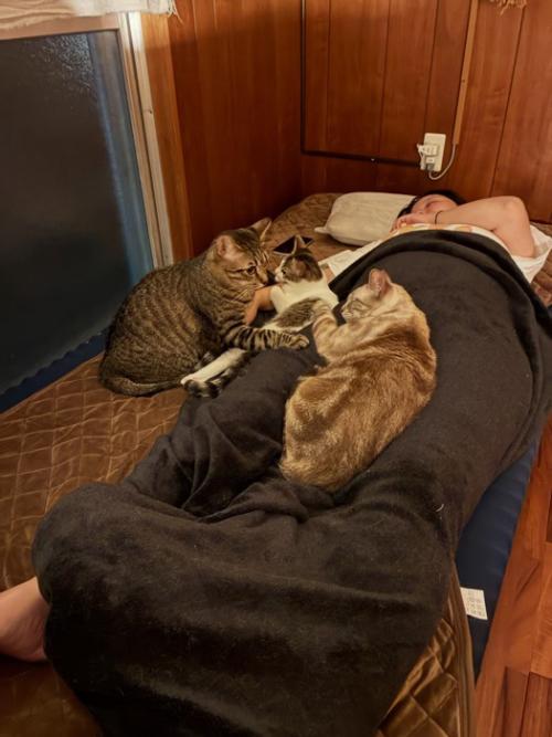 ベッドにいる猫たち
