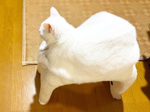 スツールに座った白猫