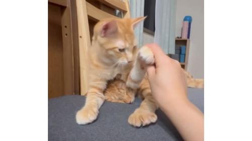 椅子の上の猫