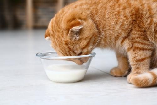牛乳を飲む猫