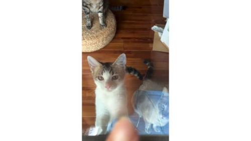 室内にいる猫