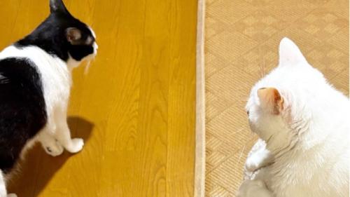 上から撮影した2匹の猫
