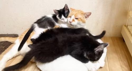 むぎくんの周りに集まる子猫たち