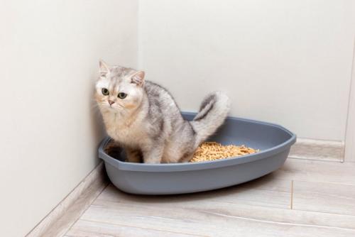 三角形の猫トイレに排泄している猫