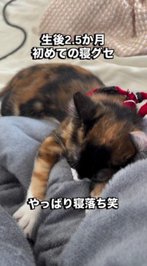 タオルケットの上で眠る子猫