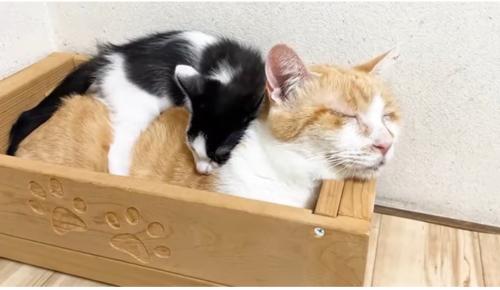 猫ベッドでむぎくんの背中に乗るチーノくん
