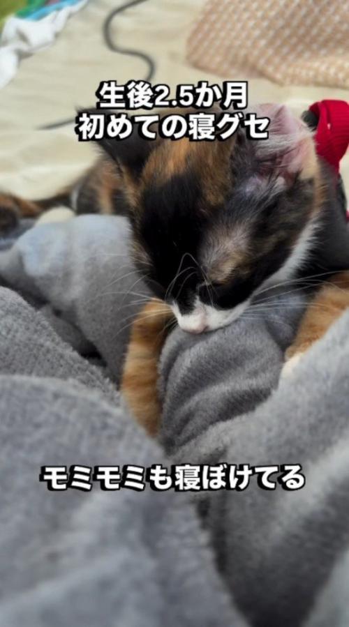 両方の前足を動かしてタオルケットを揉む子猫