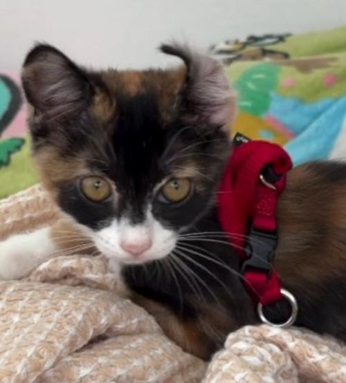 飼い主の方をジッと見つめる子猫