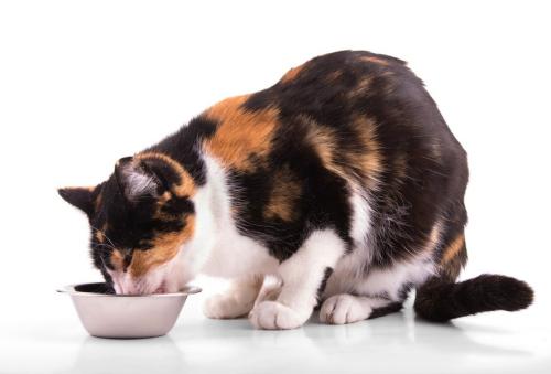 餌を食べる三毛猫