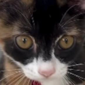 起きたばかりの子猫→『耳』を見たら、『寝癖』がついていて…思わず笑ってしまう光景に反響「寝起きの子猫可愛すぎ」「まだ赤ちゃんって感じ」
