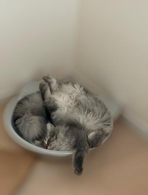 無防備な姿で眠る猫
