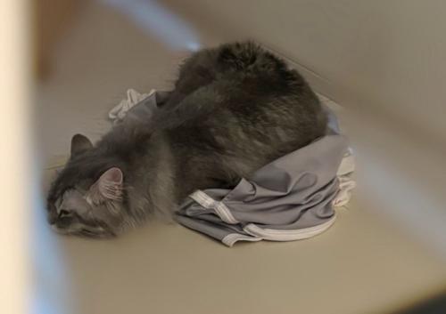 上半身を倒す猫