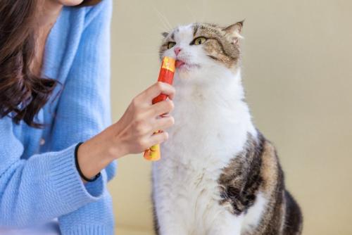 ペーストのおやつをなめる猫