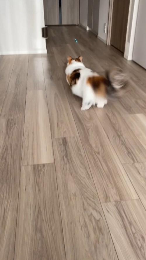 おもちゃに向かって駆け出す猫