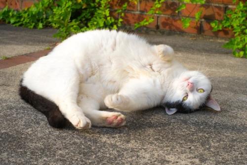 ゴロゴロ寝る太目の猫