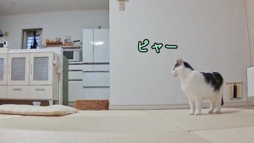 ピャー