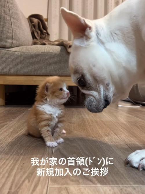 顔を近づける子猫と犬
