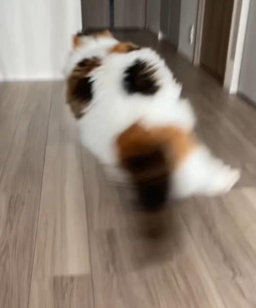 空中で方向転換する猫