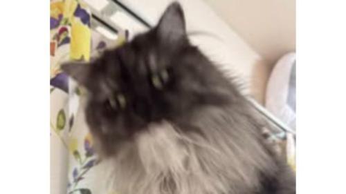 毛繕いしている猫