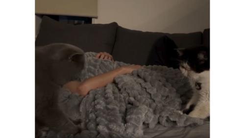 ベッドにいる猫たち