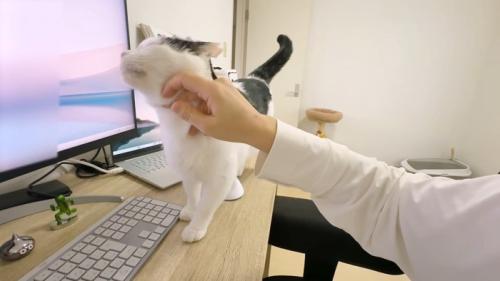 なでなで