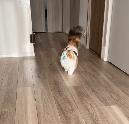 おもちゃを咥えてゆっくり飼い主のほうへ歩いてくる猫