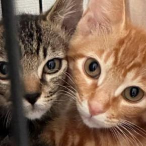 小さな頃から『いつも一緒に過ごすきょうだい猫』…大きくなっても『変わらない光景』に1万いいね！「やだ、可愛すぎ」「顔そっくりだねｗ」