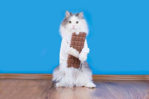見つめる猫