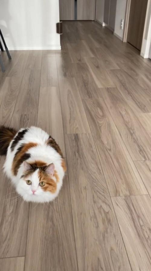 ドアの方へ狙いを定める飼い主
