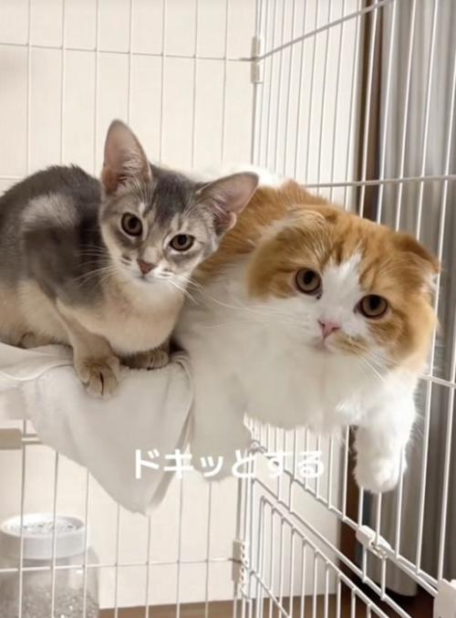 一緒に過ごす2匹の猫