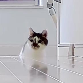 テレワーク中のパパとママ→『仕事場を交換』してみたら、『猫たちの反応』は…可愛すぎる展開に反響「ほっこりした」「勘違いしちゃったか〜」