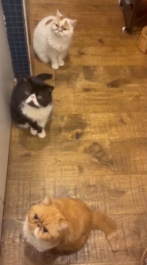 壁際に寄って列を作る3匹の猫