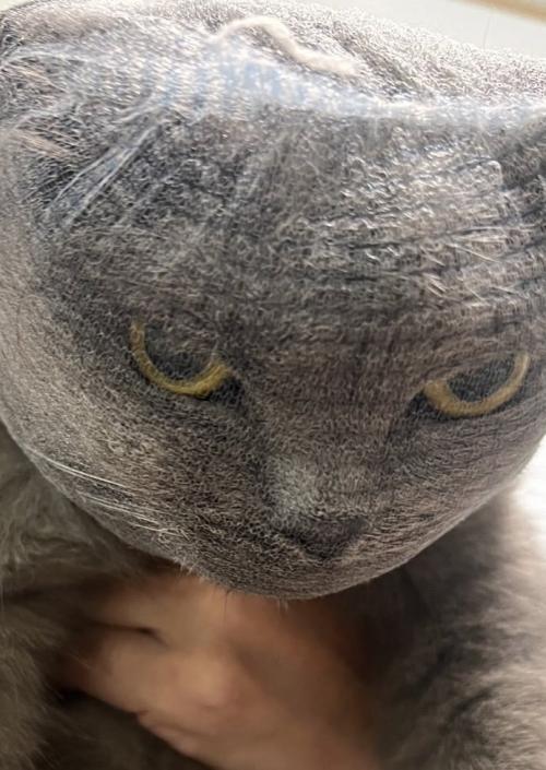 何とも言えない表情の猫のドアップ