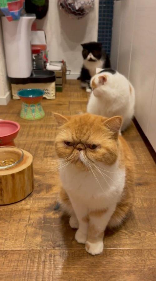 間隔を空けて1列に並ぶ3匹の猫
