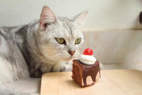 猫とチョコレート